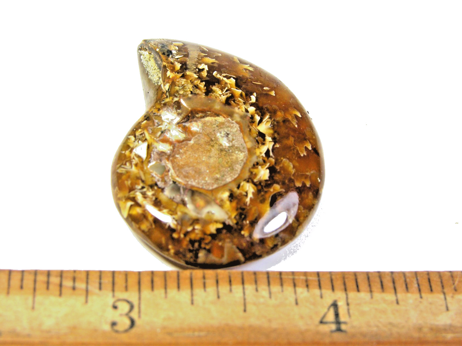 Ammonite fossil polished 1 1/2″ + showing suture lines Madagascar ms19