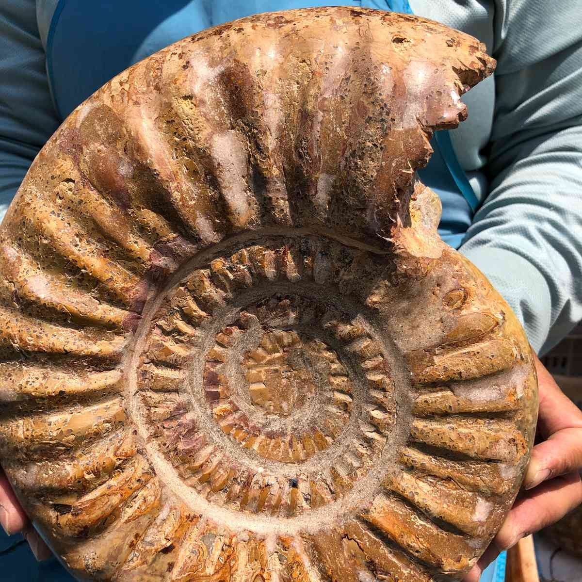 10.67LB Large Natural Beautiful Ammonite Fossil Conch Crystal Specimen Healing