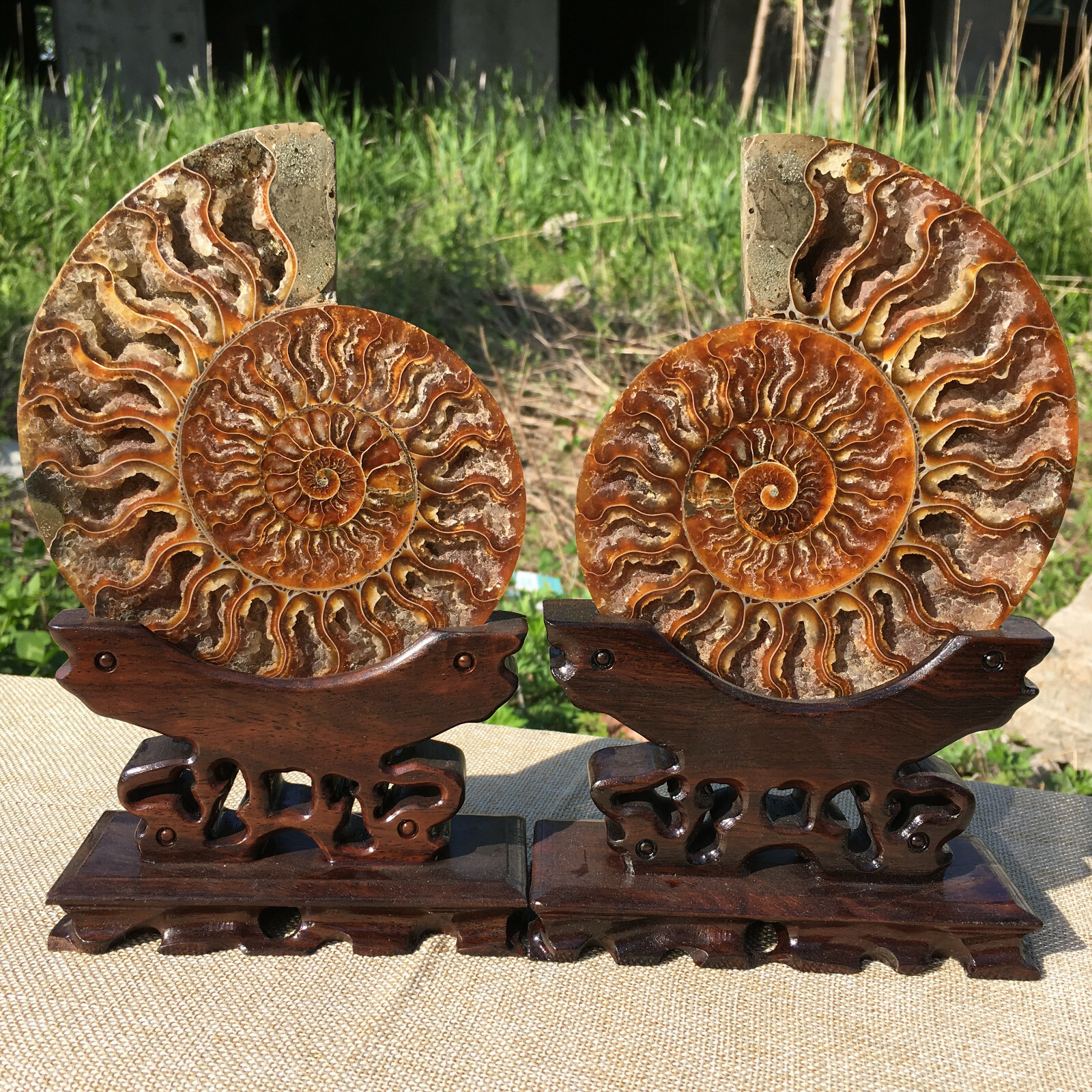 A Pair of Natural Ammonite Fossil Conch Crystal Specimen Healing+stand 2PC