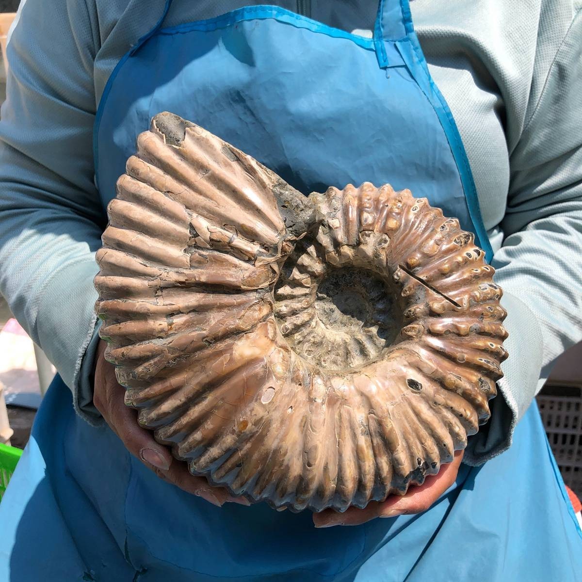8.91LB Large Natural Beautiful Ammonite Fossil Conch Crystal Specimen Healing