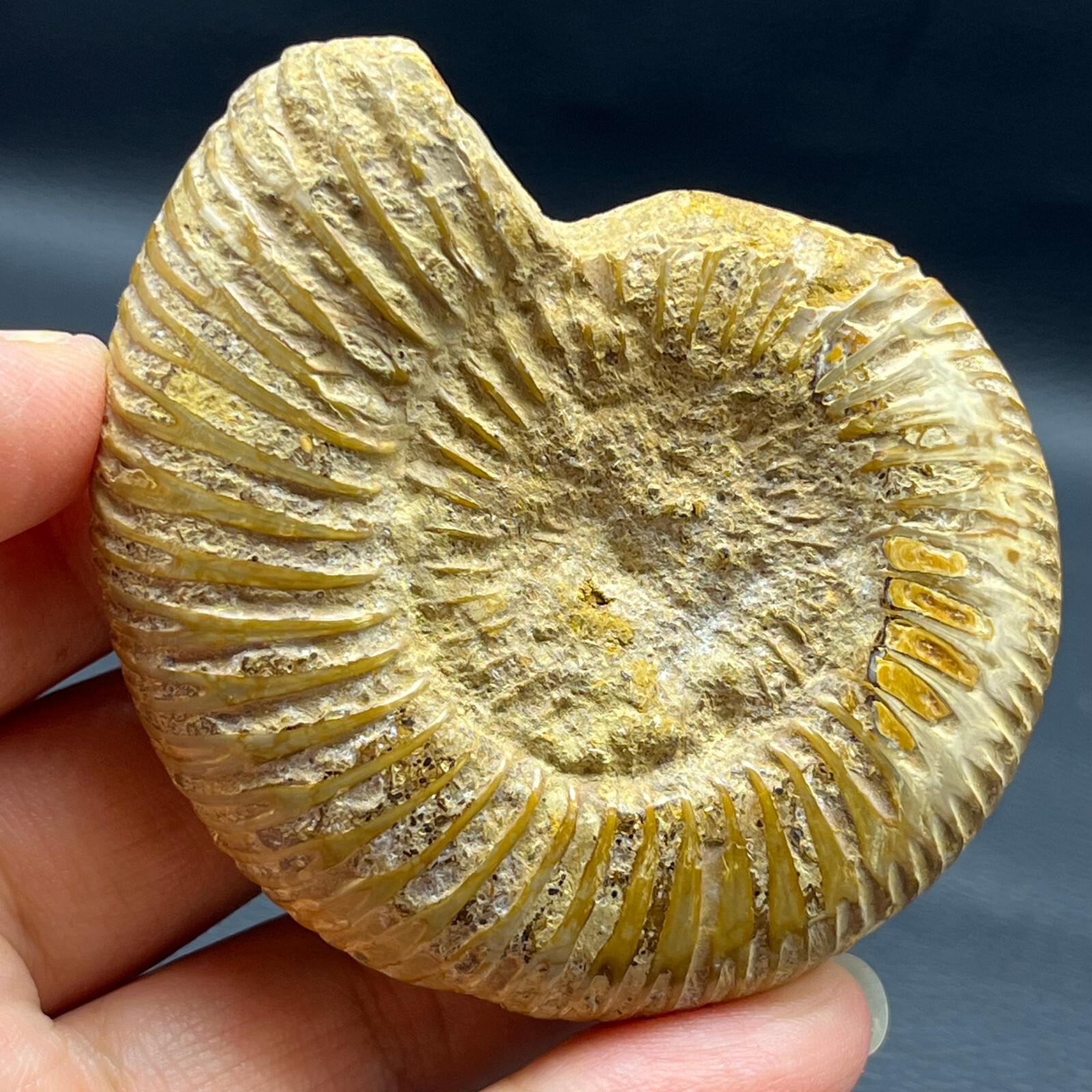 108G Natural conch specimens from Madagascar Rough without any treatment Y4