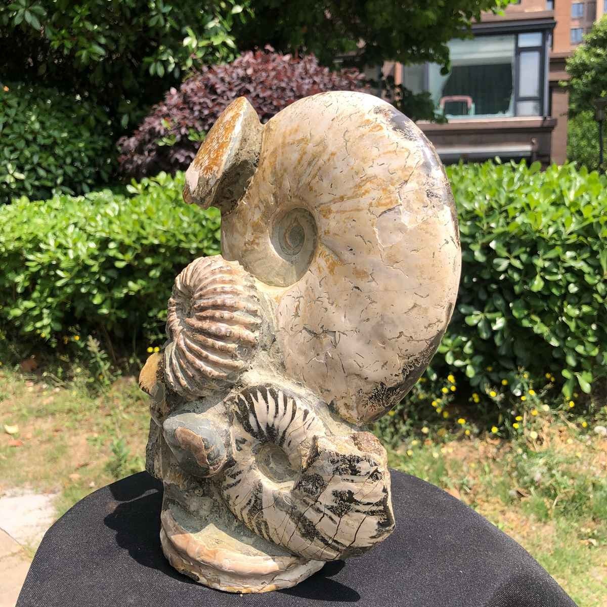 11.61LB Natural Beautiful Ammonite Fossil Conch Crystal Specimen Healing 5120