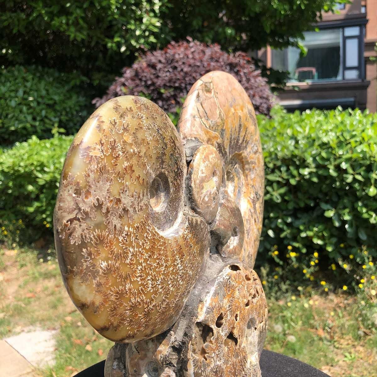 17.46LB Rarem Natural Tentacle Ammonite Fossil Specimen Shell Healing Madagas