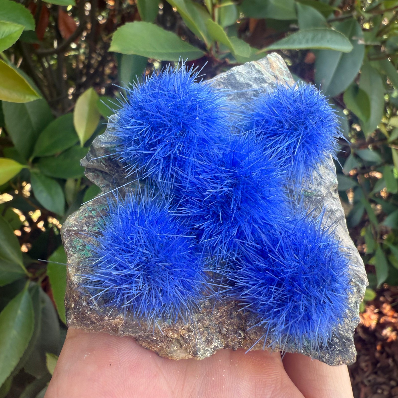 Raw Rough Dandelion Zeolite Cluster Blue Cave Quartz Crystal Specimen Decoration