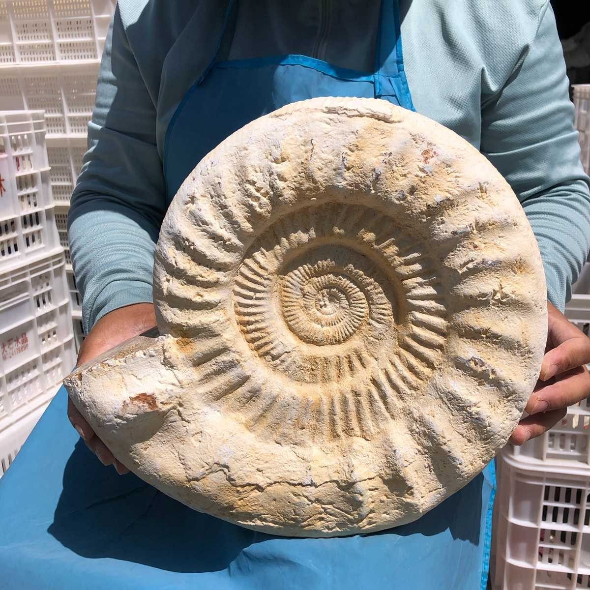 17.31LB Large Natural Beautiful Ammonite Fossil Conch Crystal Specimen Healing