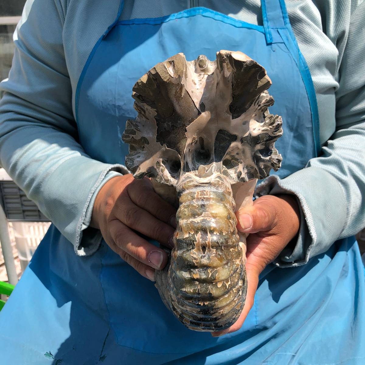 7.65LB Natural ammonite fossil conch Crystal specimen healing decor