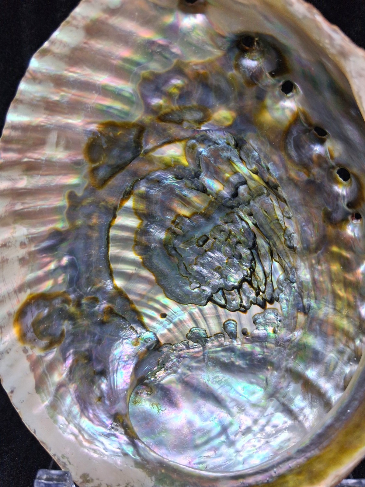 Natural Abalone Shell With Stand Large Iridescent Abalone Fossil Crystal