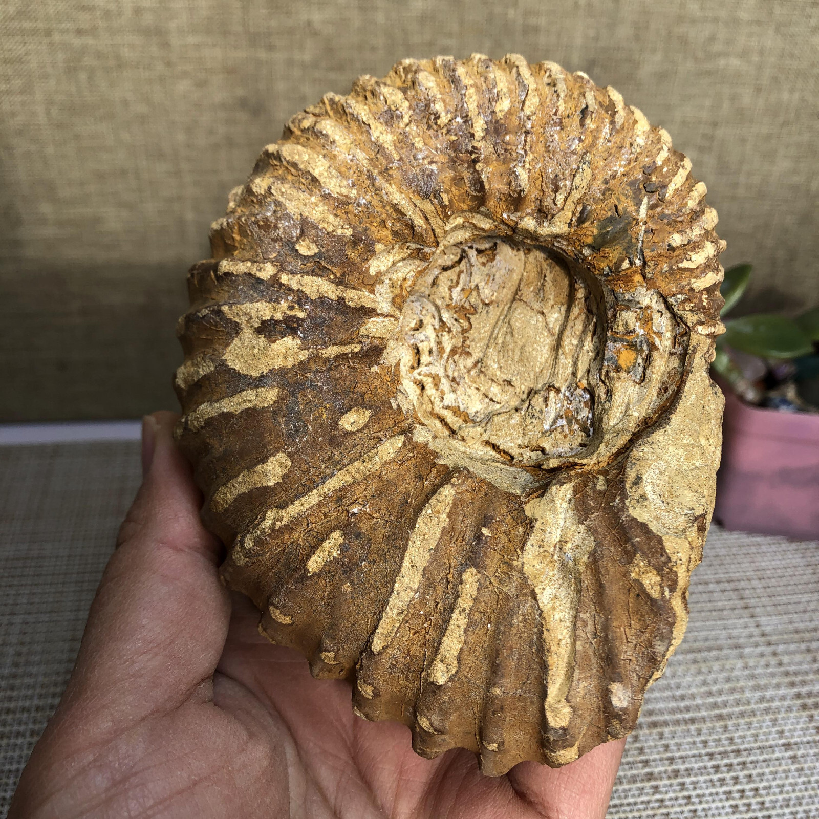 110mm Rare natural yellow conch Ammonite original rough Specimen 507g g4905