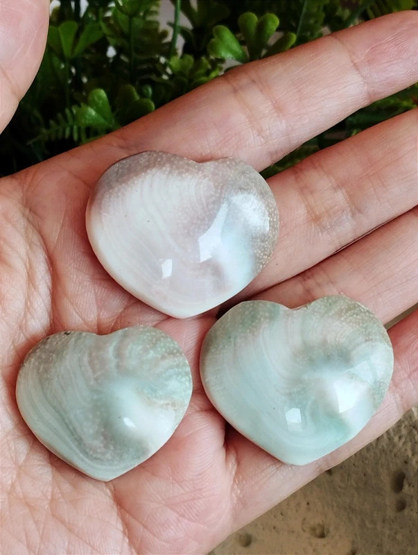 Natural Shiva Eye Shell Hearts | Venus Eye | Spiral | Spiritual Decor
