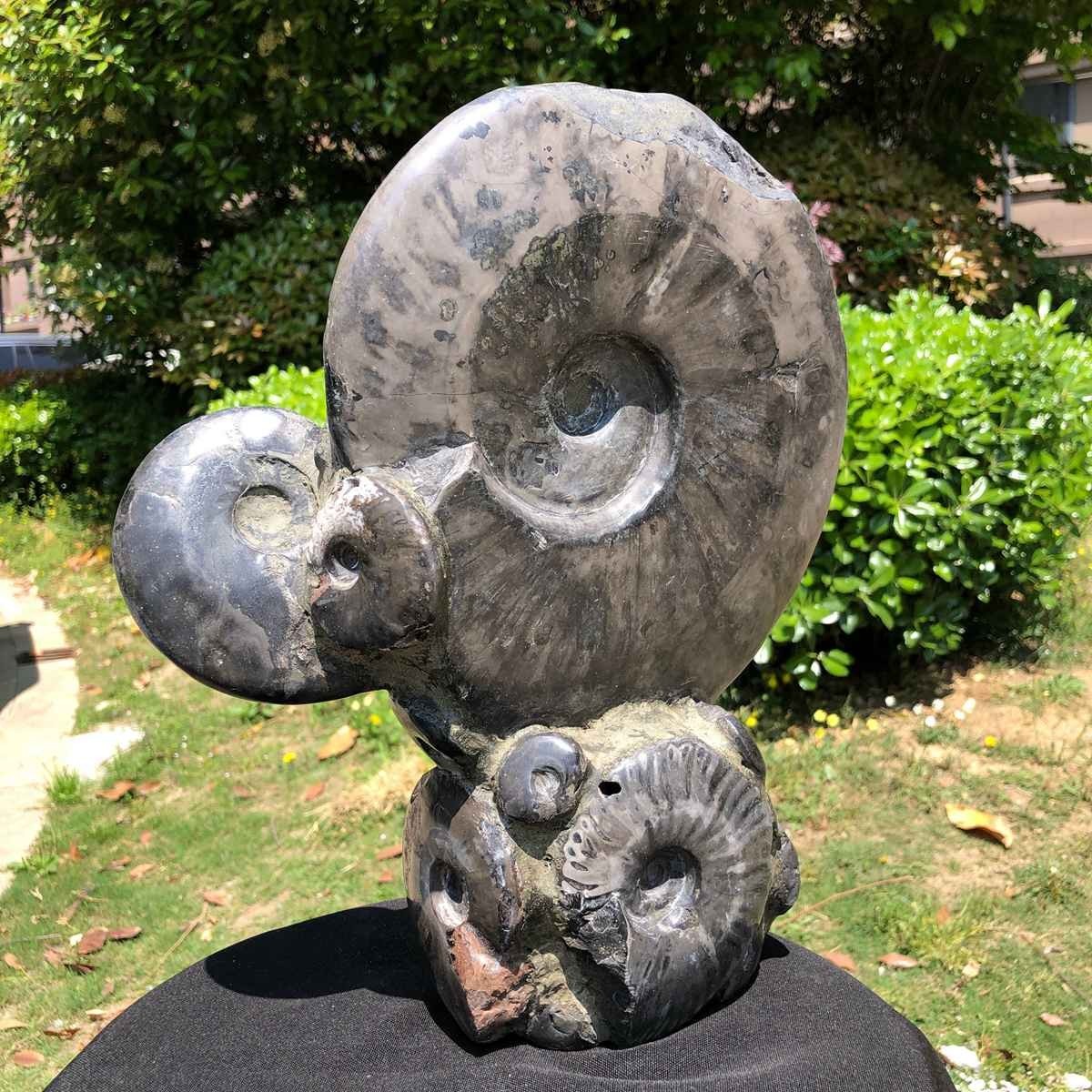 13.28LB Rarem Natural Tentacle Ammonite Fossil Specimen Shell Healing Madagas