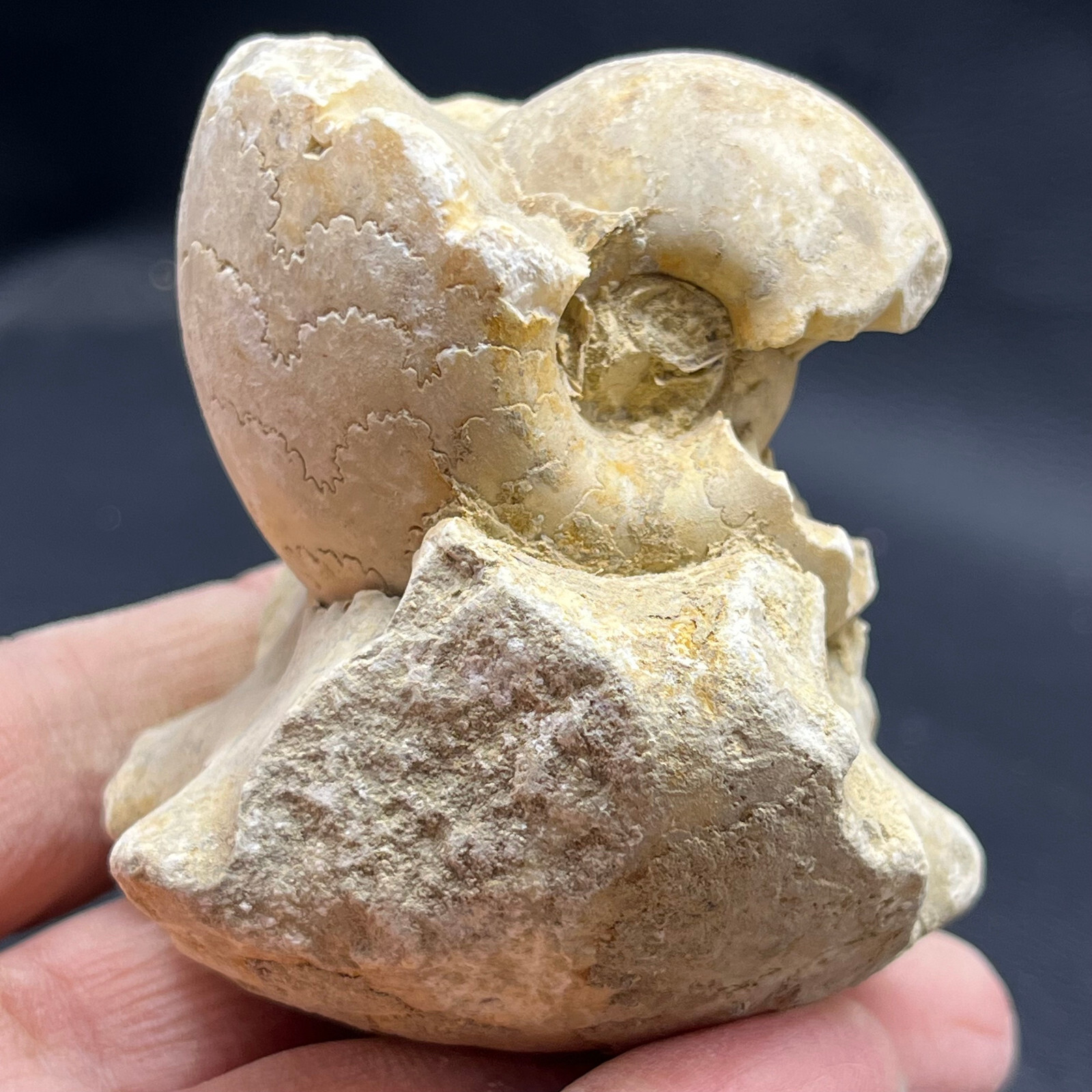227G Natural conch specimens from Madagascar Rough without any treatment V18