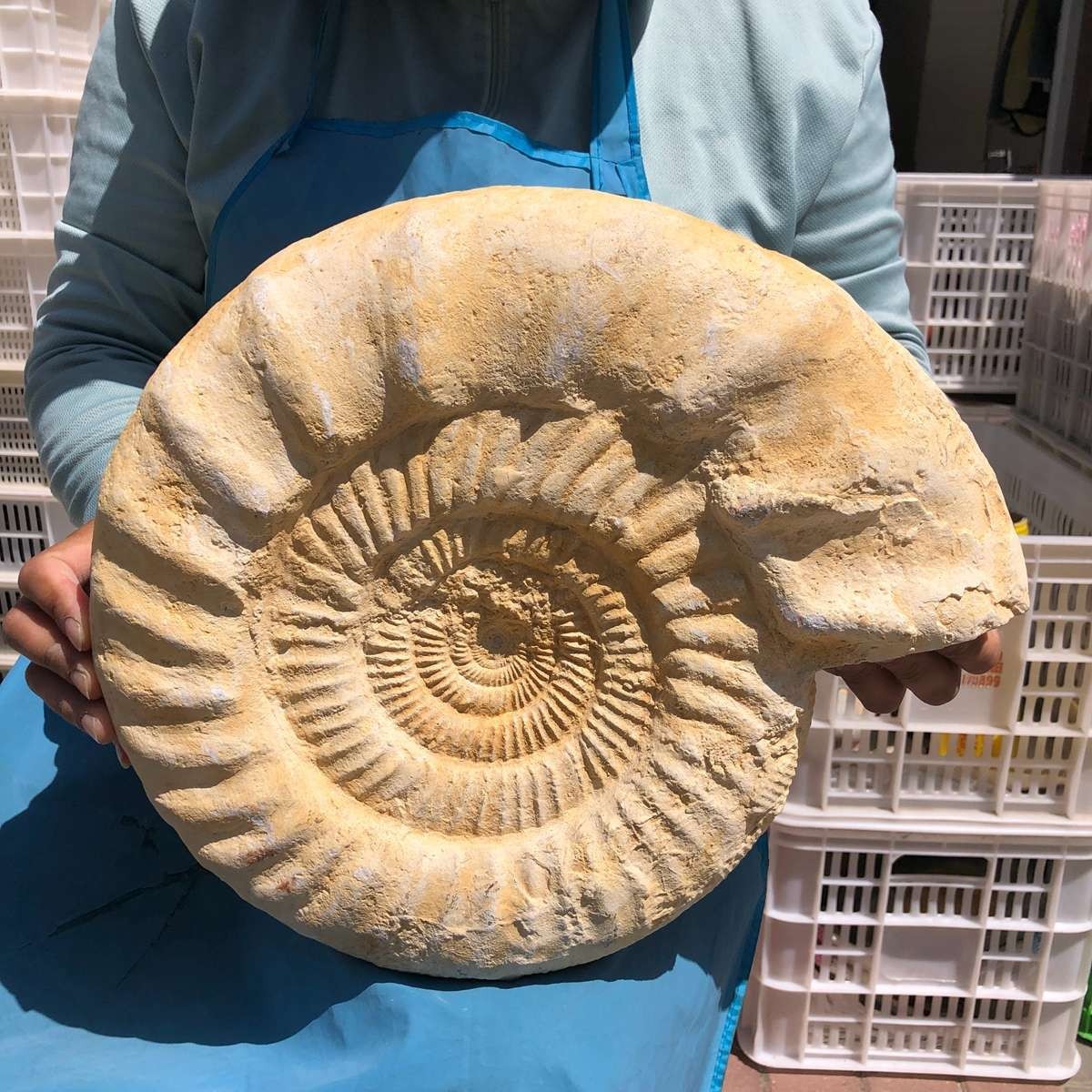 22.5LB Large Natural Beautiful Ammonite Fossil Conch Crystal Specimen Healing