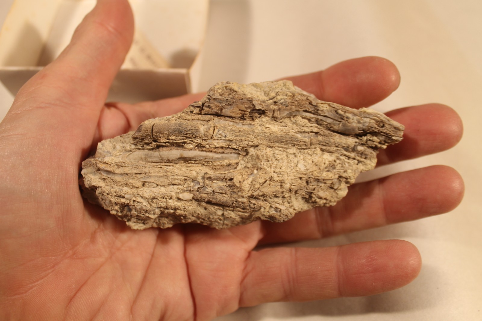 Root Casts in Matrix, Last Chance Canyon, California