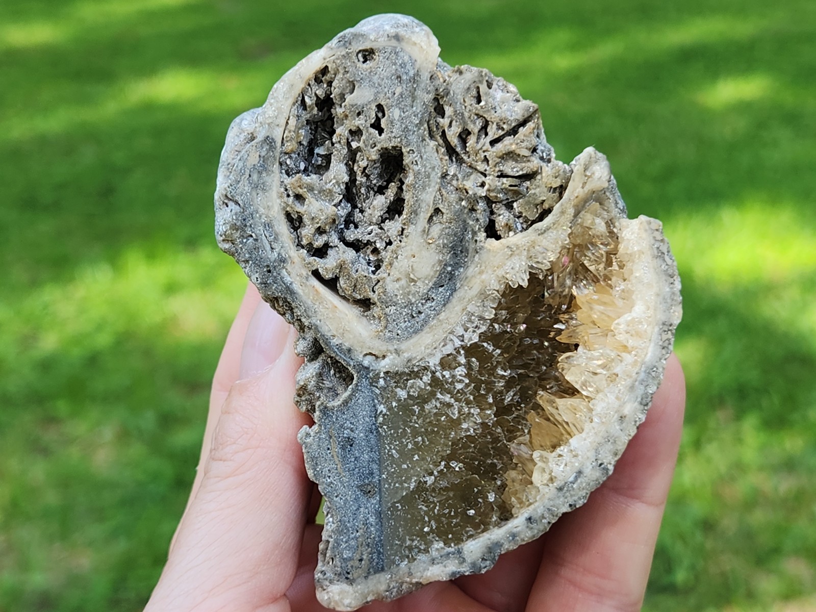 Calcite Crystal WHELK Shell Fossil Rucks Pit Florida dogtooth UV CUT POLISHED