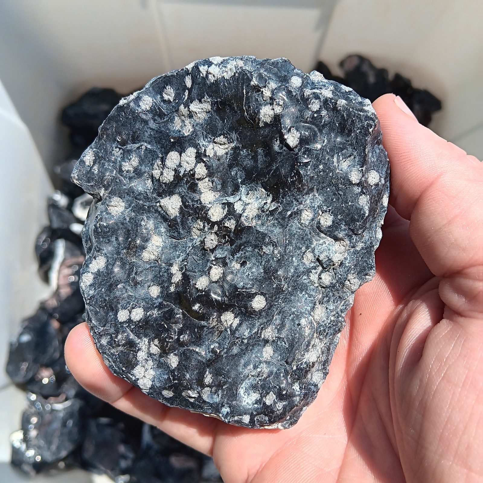 10 Lbs Lot Of Obsidian, Snowflake, Gold Sheen, And More