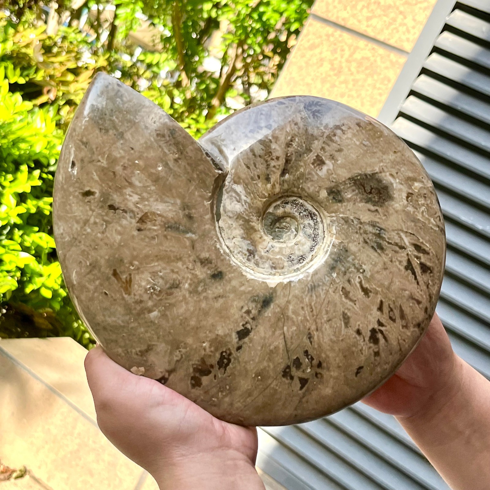 Polished Ammonite Fossil Spiral Shell Chrysanthemum Pattern Mineral 7.5 lb