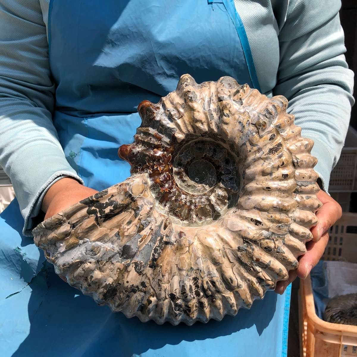 13.33LB Natural Beautiful Ammonite Fossil Conch Crystal Specimen Healing 5382