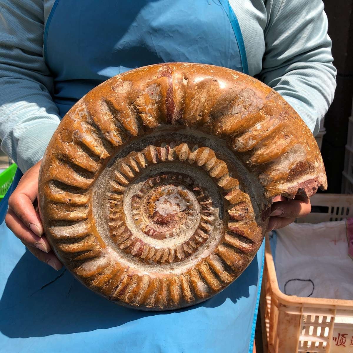 9.96LB Top Natural Horn Screw Fossil Ammonite Conch Crystal Specimen Healing