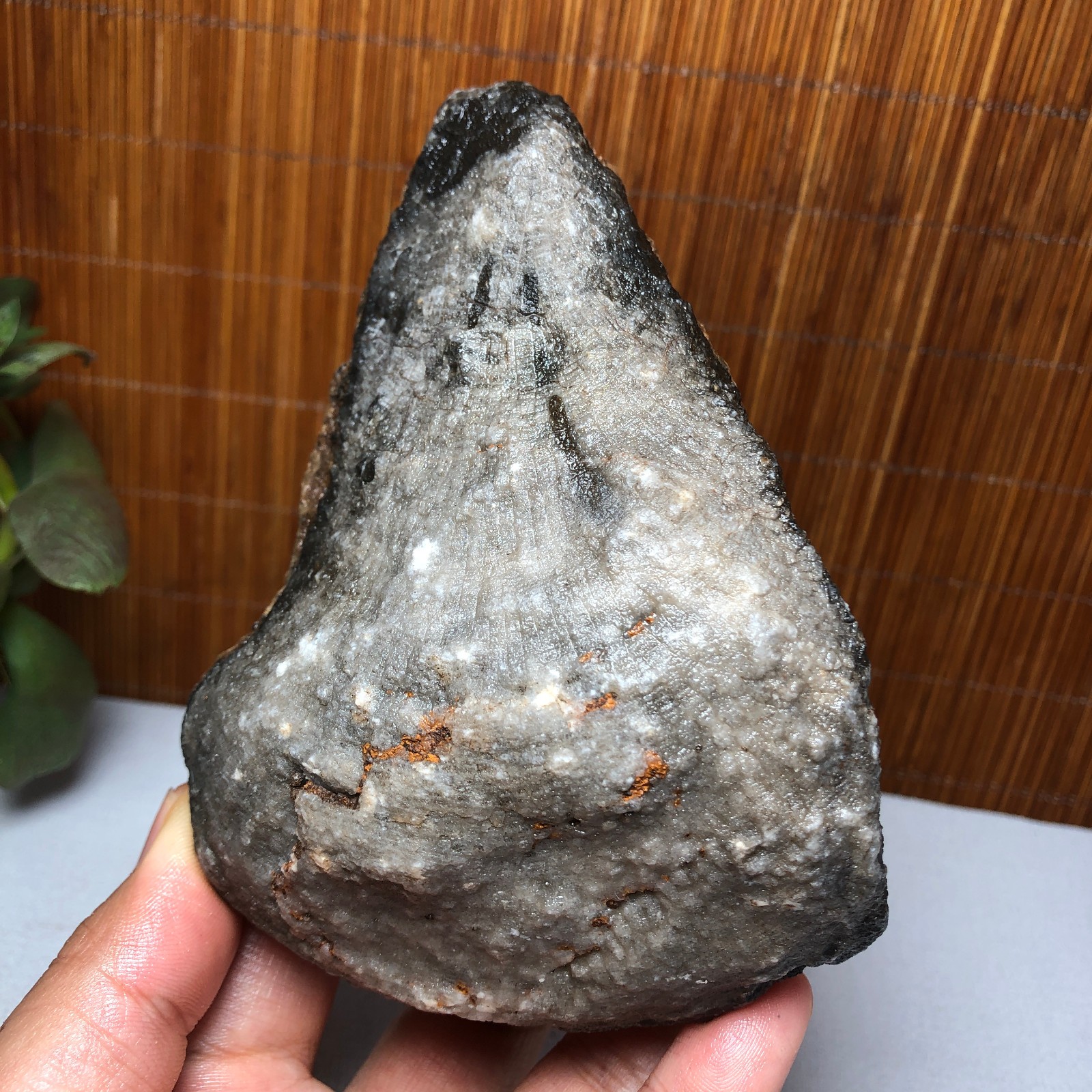 118mm Rare Rugose Coral Fossil Slab original Actinocyathus Morocco 493g A9416