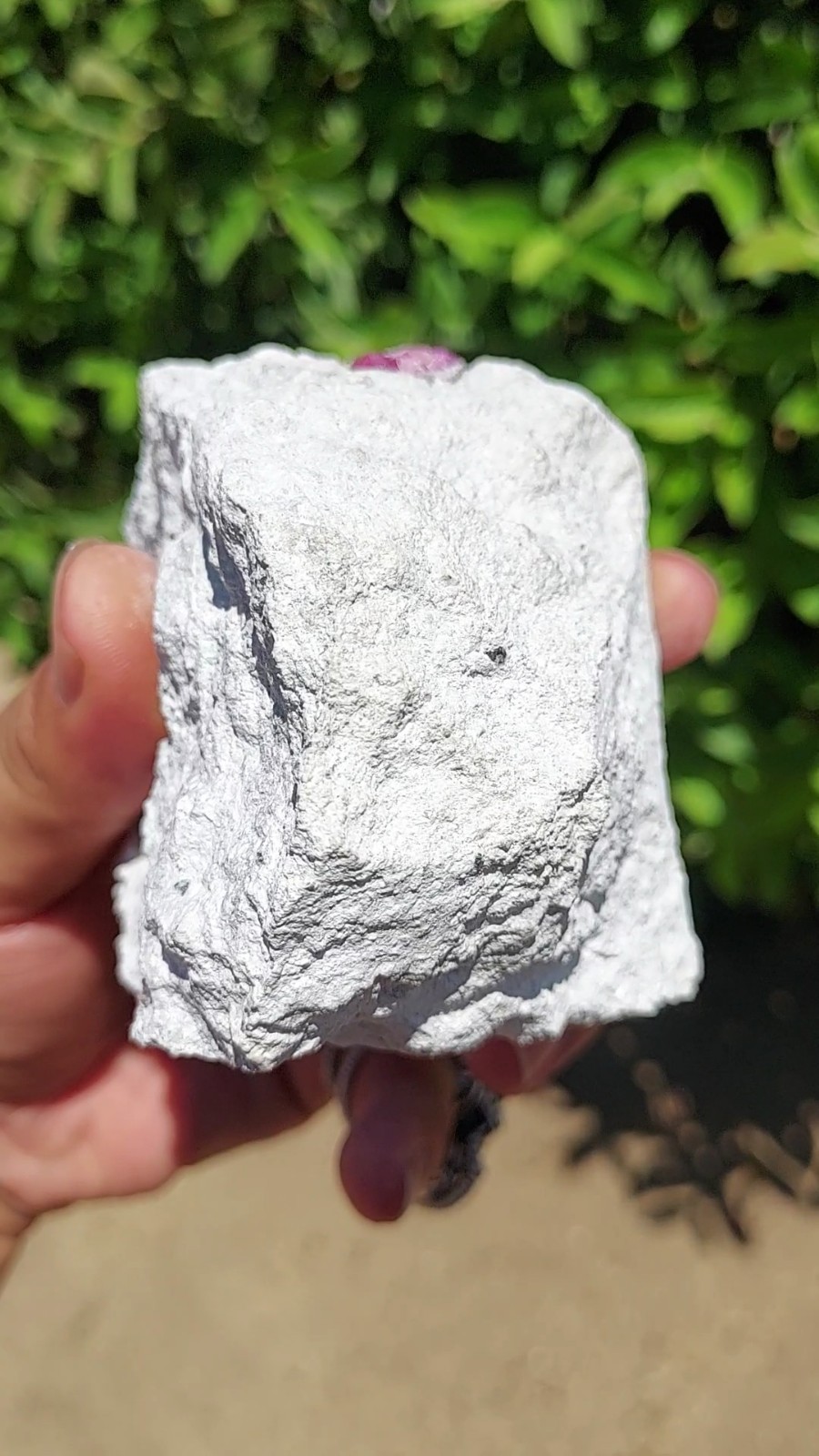ULTRA GEM FACET GRADE SECTIONS LARGE RED BERYL / BIXBITE ON MATRIX UTAH, USA