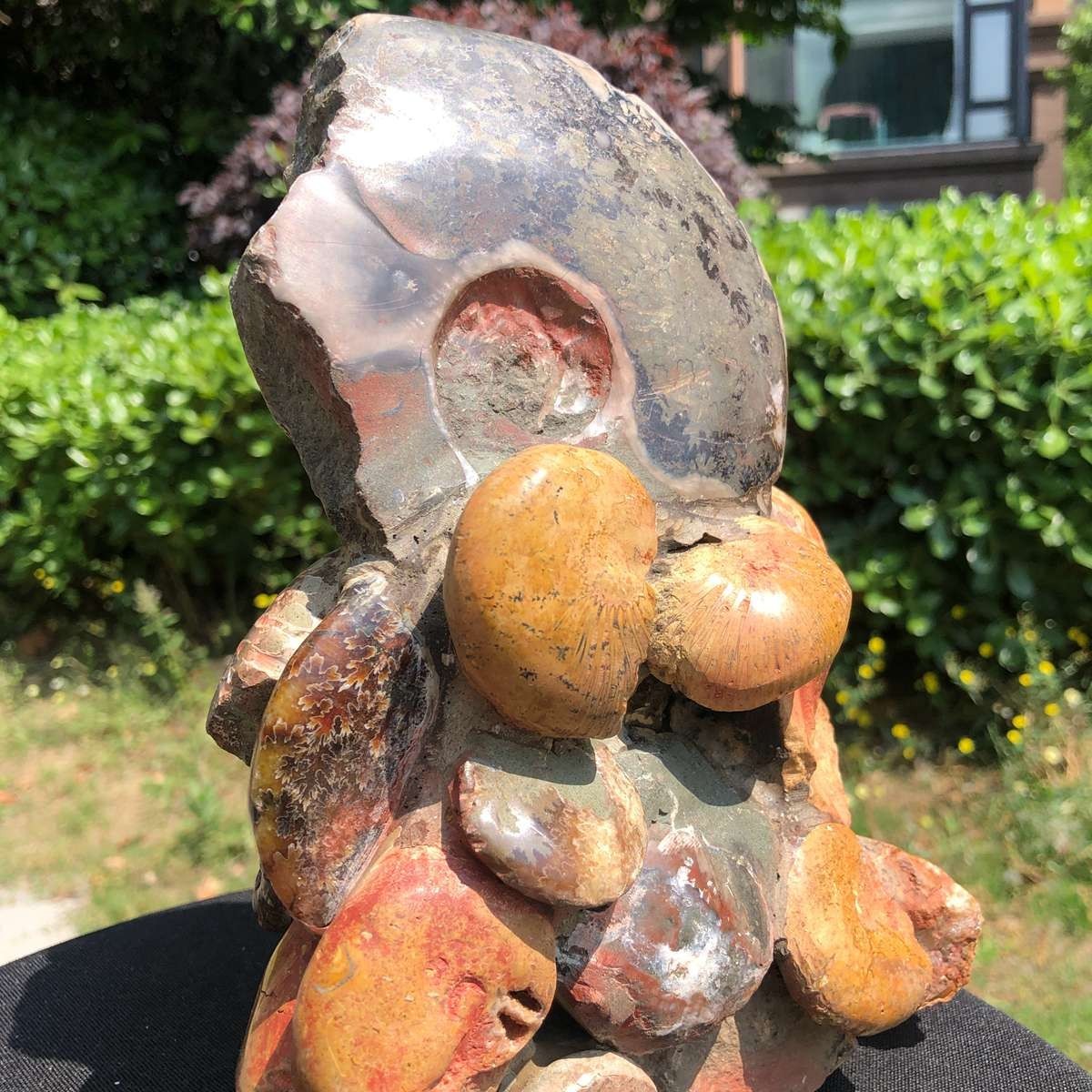 6.42LB Rarem Natural Tentacle Ammonite Fossil Specimen Shell Healing Madagas