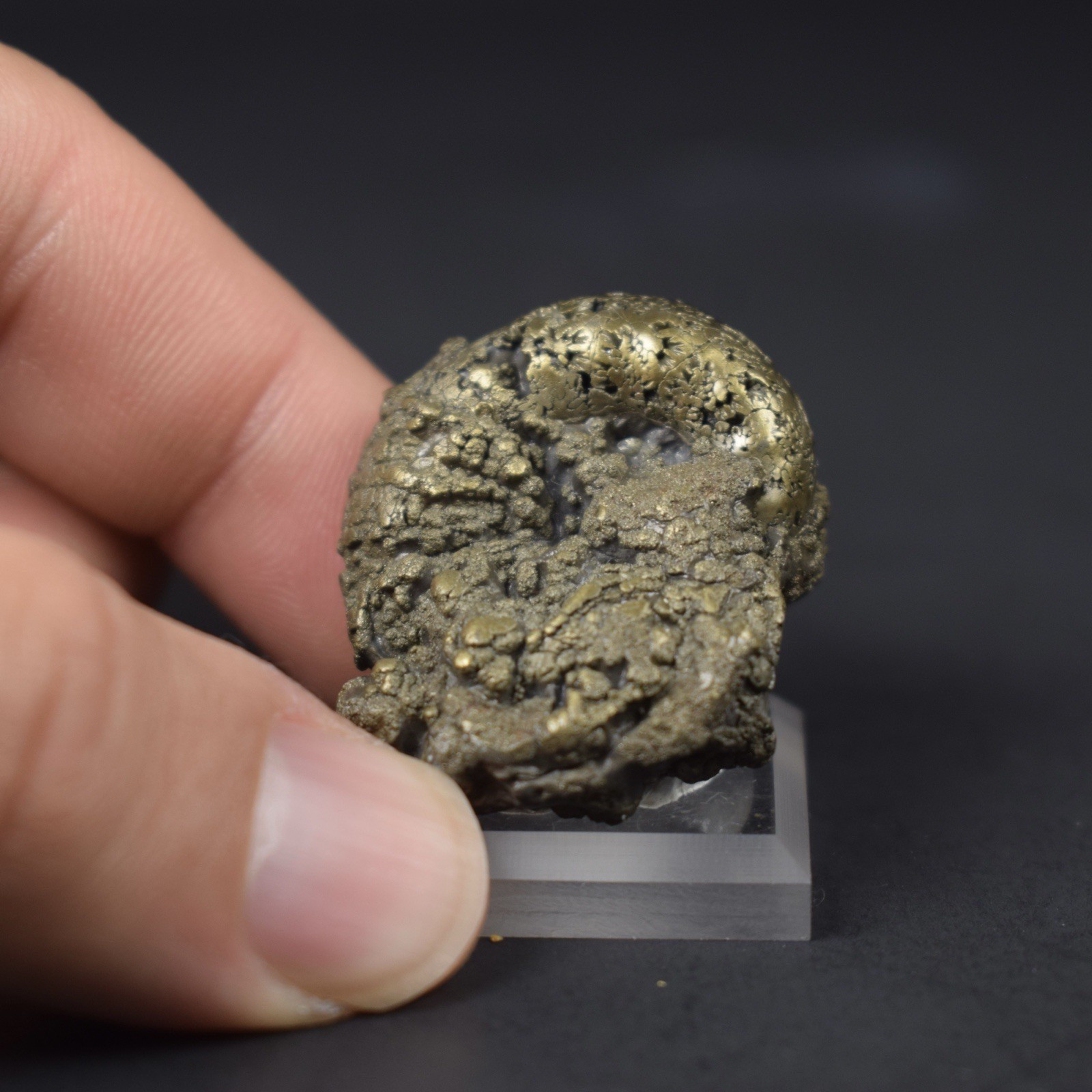 UNIQUE Pyritized Ammonite AVEYRON, FRANCE