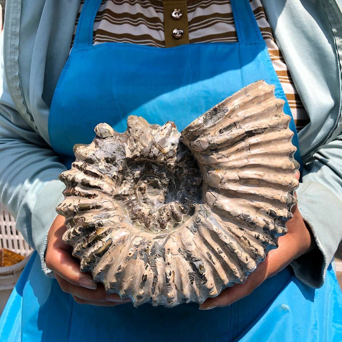 7.12LB Natural Beautiful Ammonite Fossil Conch Crystal Specimen Healing 5403