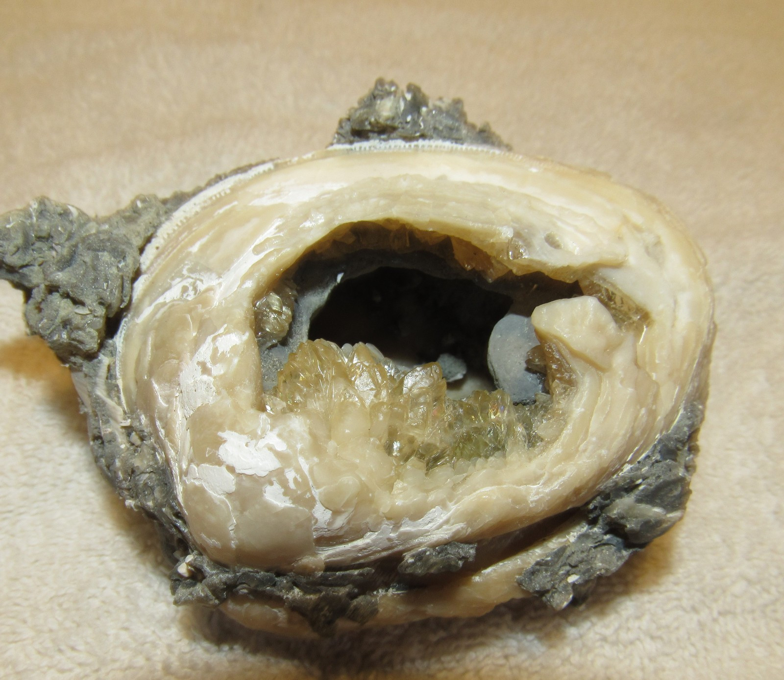 Golden Calcite Crystal Fossil Clam Shell Rucks Pit Florida