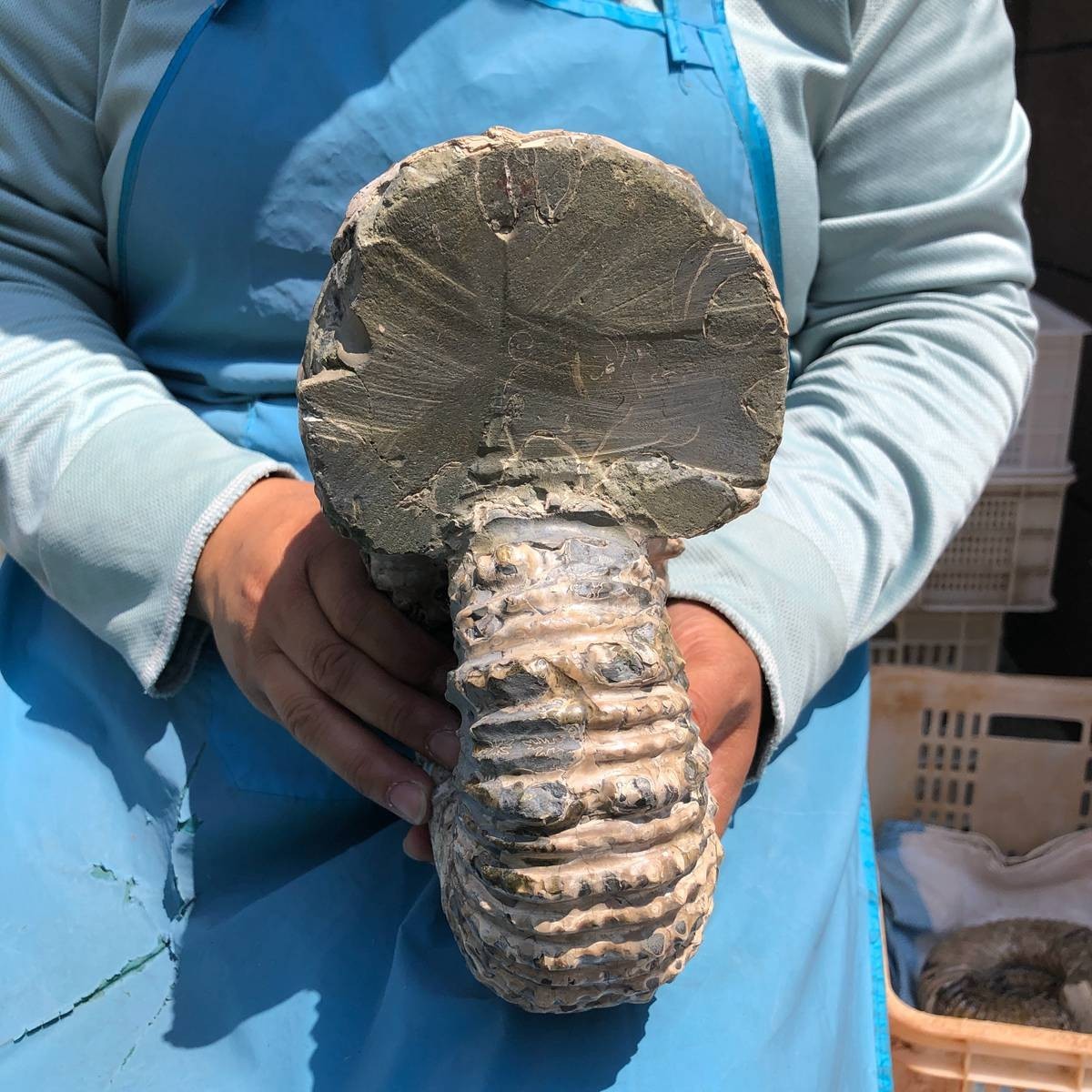 11.52LB Large Natural Beautiful Ammonite Fossil Conch Crystal Specimen Healing