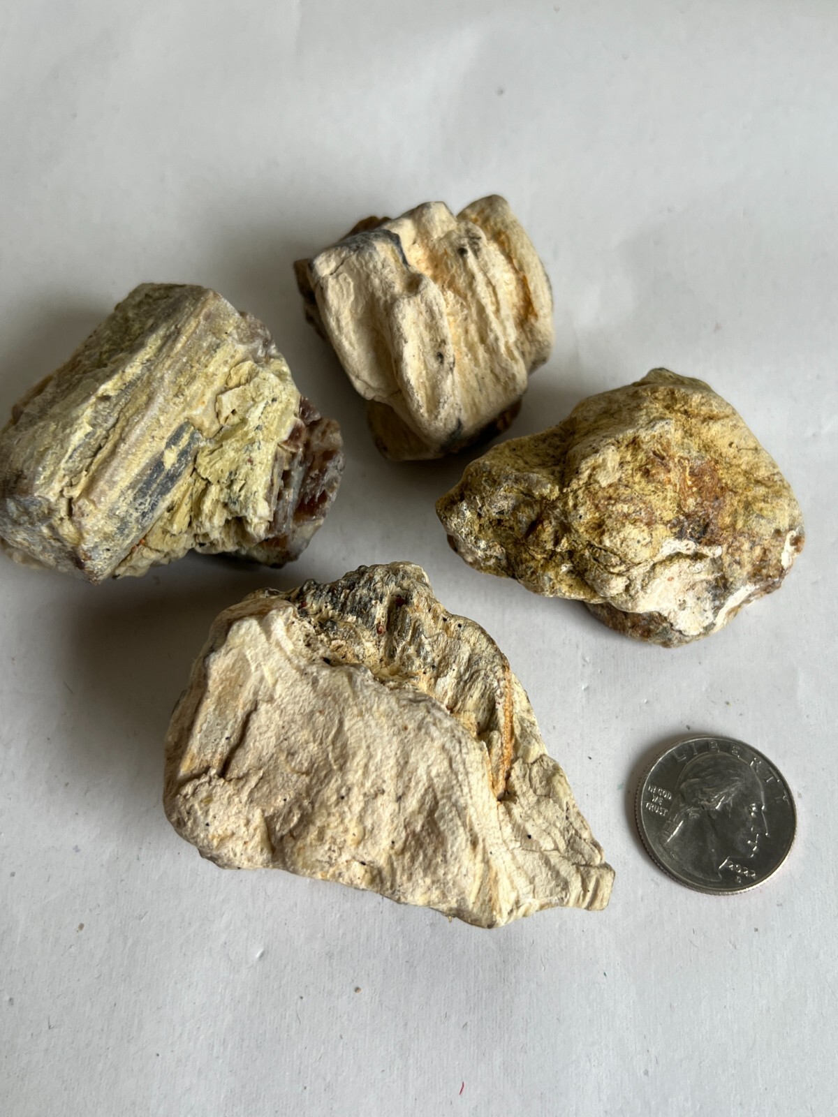 petrafied wood assorted random agatized opalized rocks raw collectables