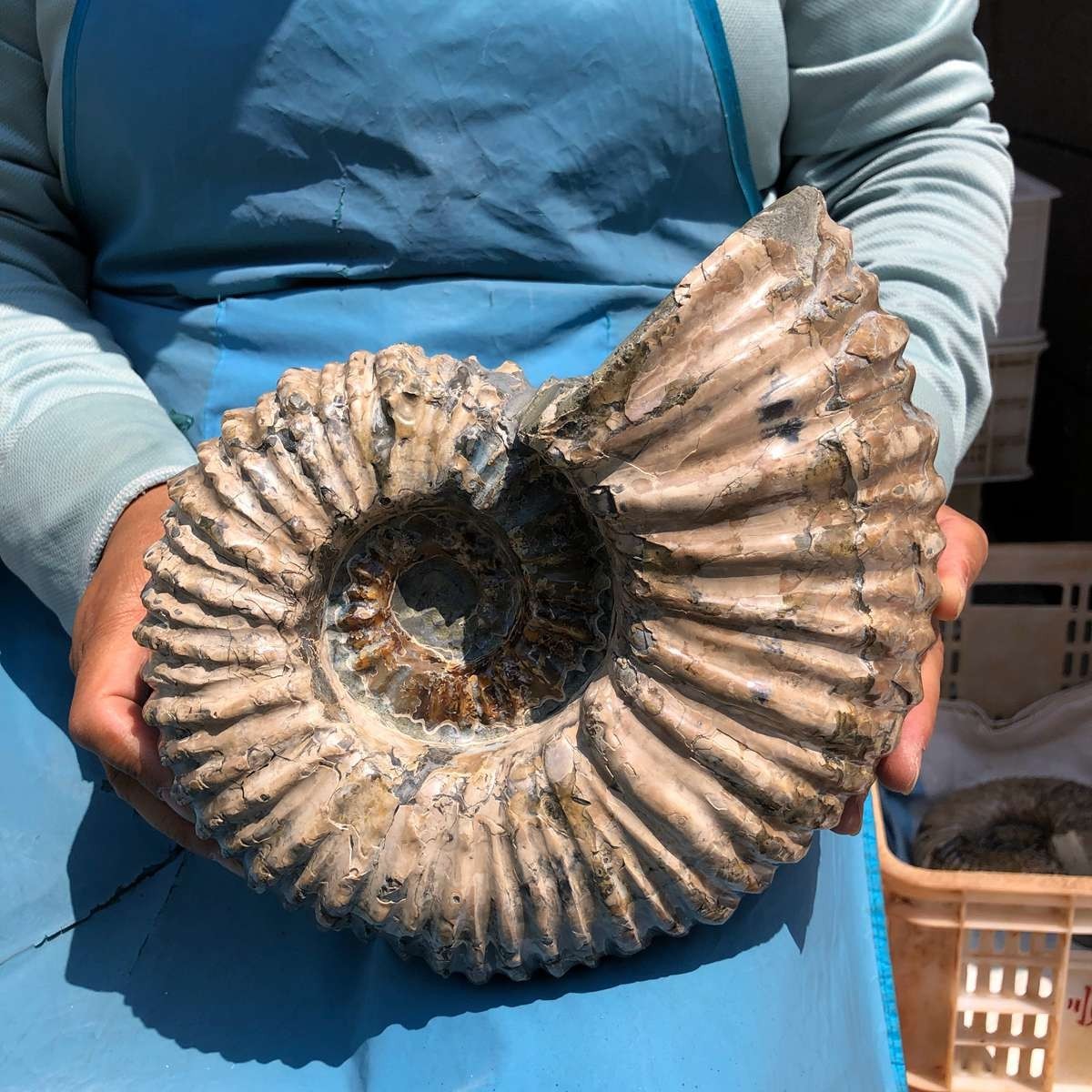 11.52LB Large Natural Beautiful Ammonite Fossil Conch Crystal Specimen Healing
