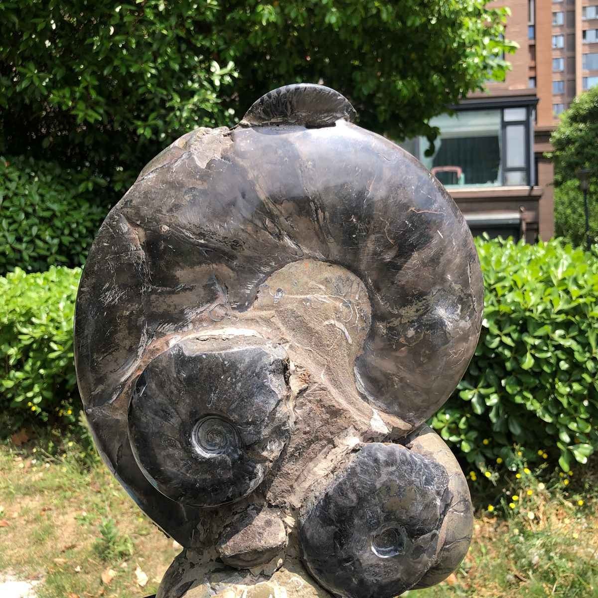 23.4LB Natural Beautiful Ammonite Fossil Conch Crystal Specimen Healing 5121