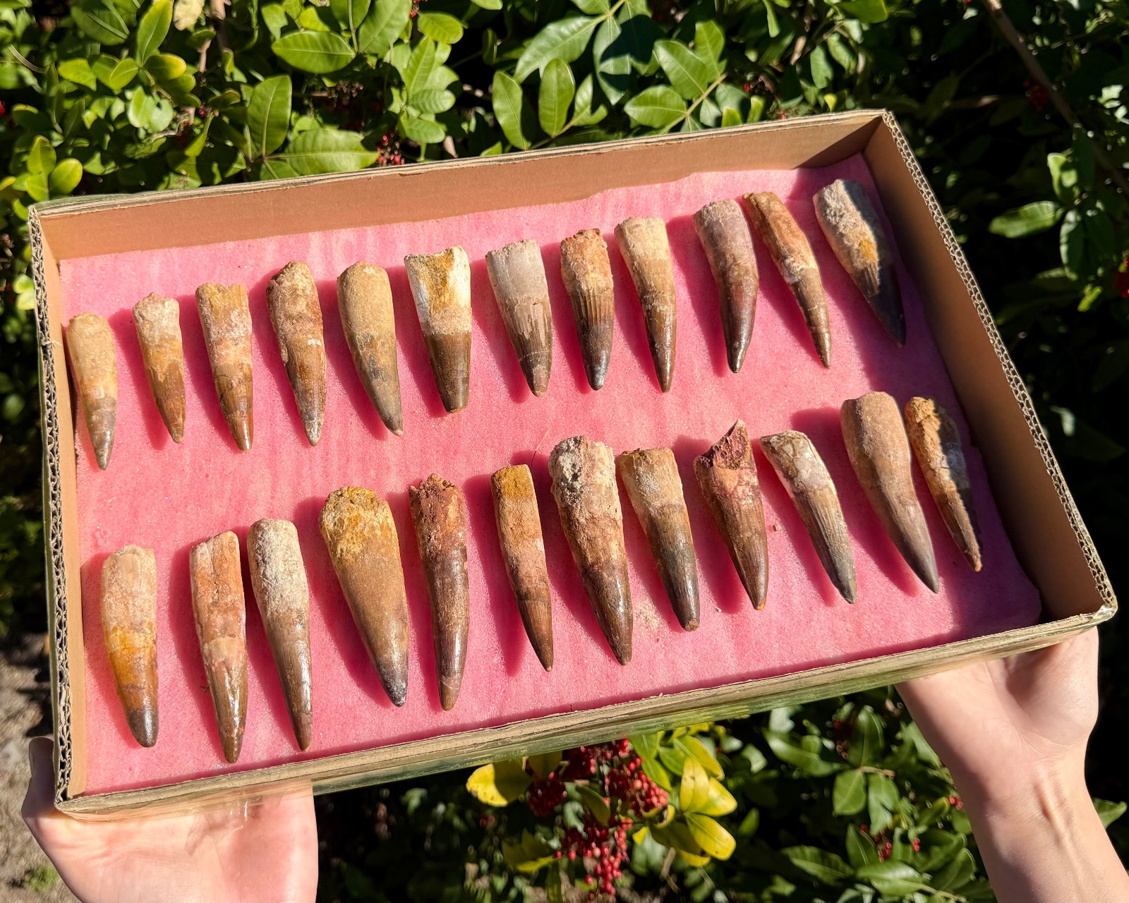 RARE Genuine Spinosaurus Dinosaur Tooth Fossils With Display Stand – Choose Size