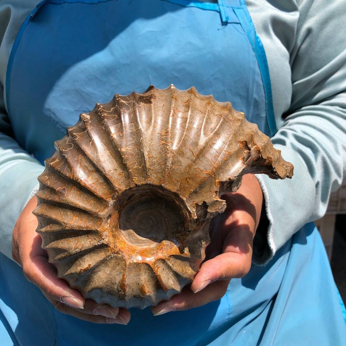 4.04LB Natural Beautiful Ammonite Fossil Conch Crystal Specimen Healing 5395