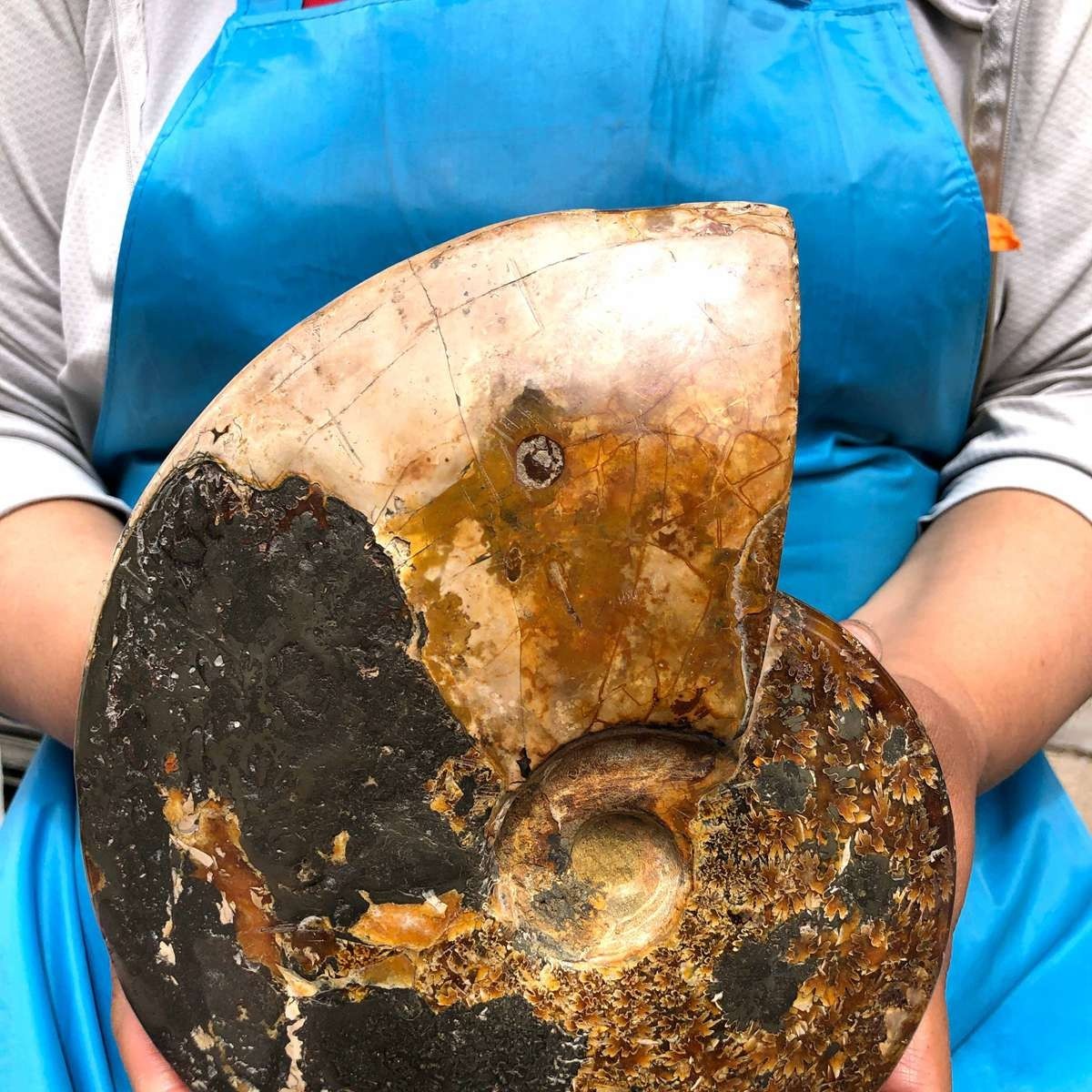 4.99LB Rare! Natural Tentacle Ammonite Specimen Healing Madagascar