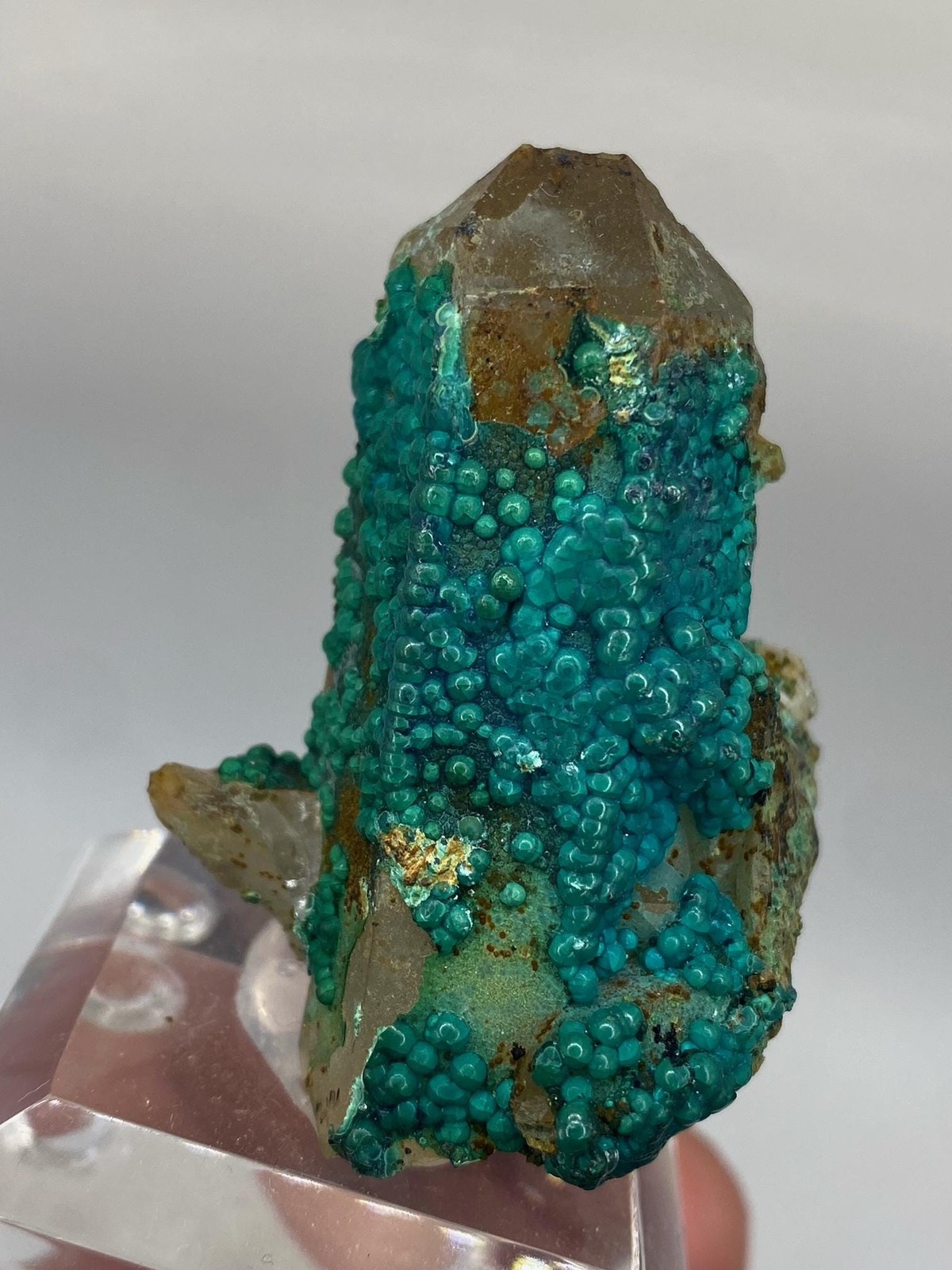 Botryoidal Chrysocolla on Quartz! Tentadora Mine Peru! See video!