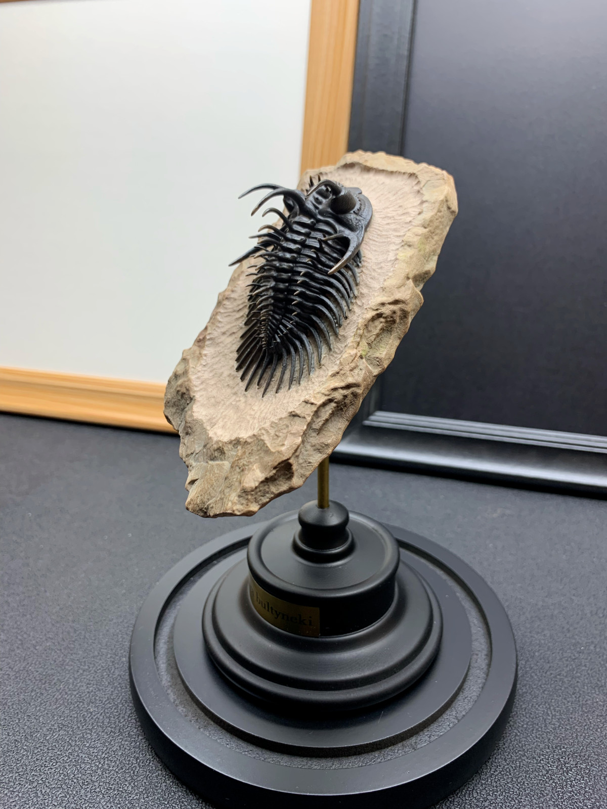 1:1 Comura Bullyneki Trilobite Resin Replica, Spiny Trilobite Fossil Display