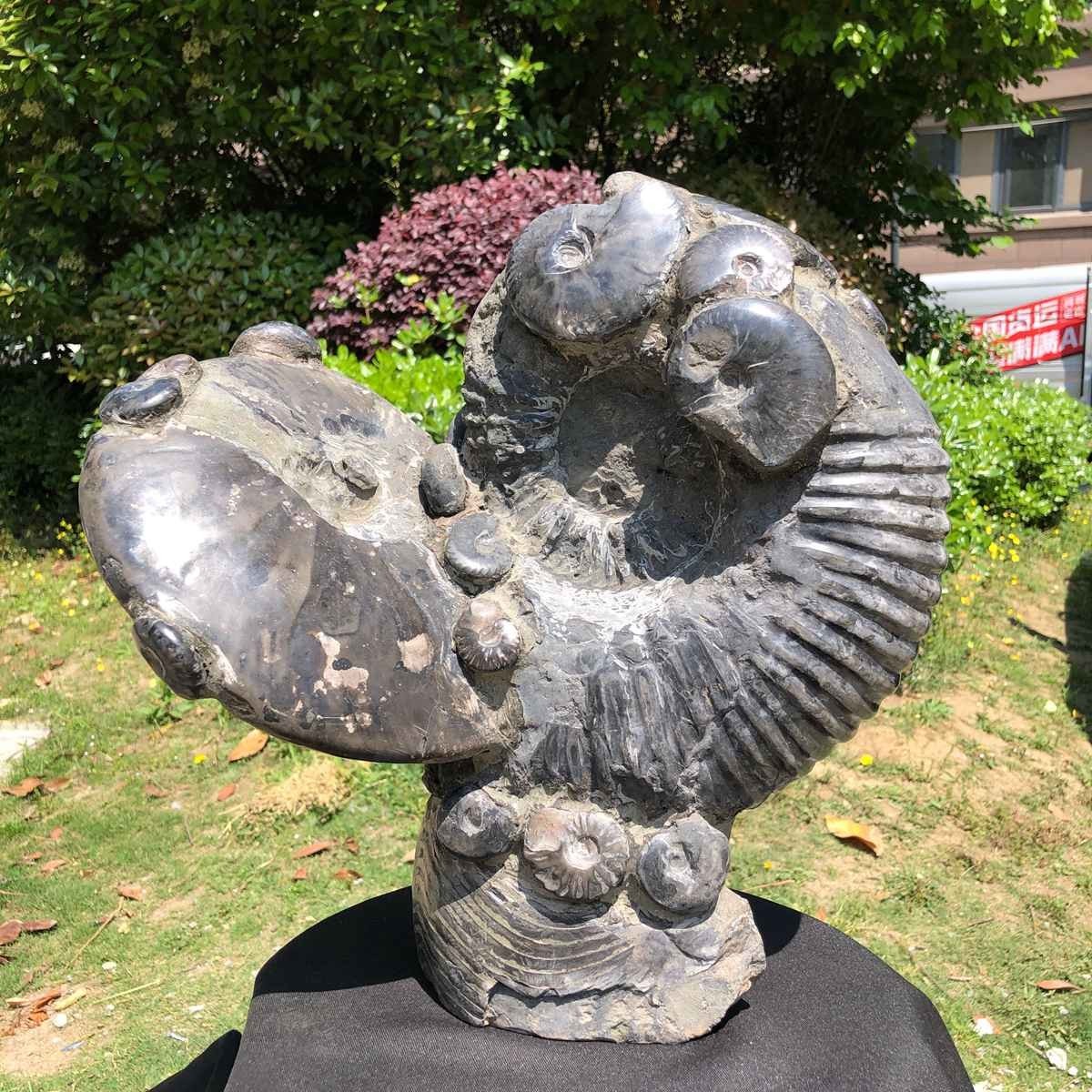 29.48LB Natural Beautiful Ammonite Fossil Conch Crystal Specimen Healing 5110
