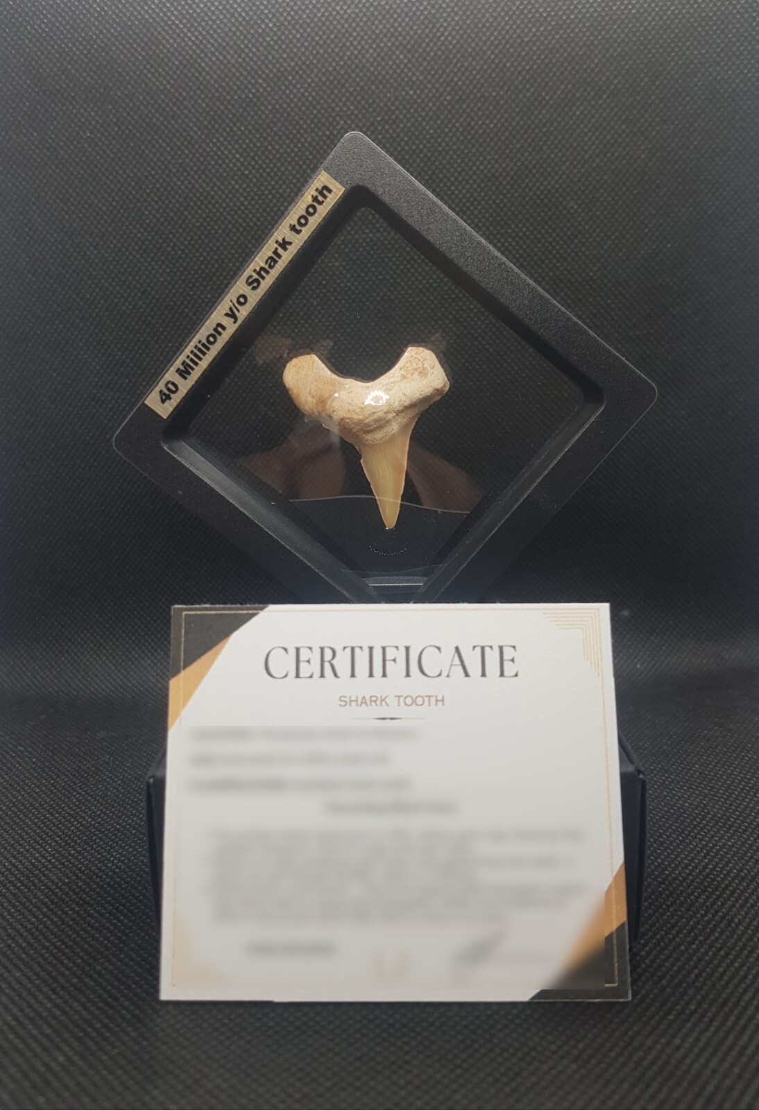 40-million-year-old Fossil SHARK Tooth from Morocco in black display with COA