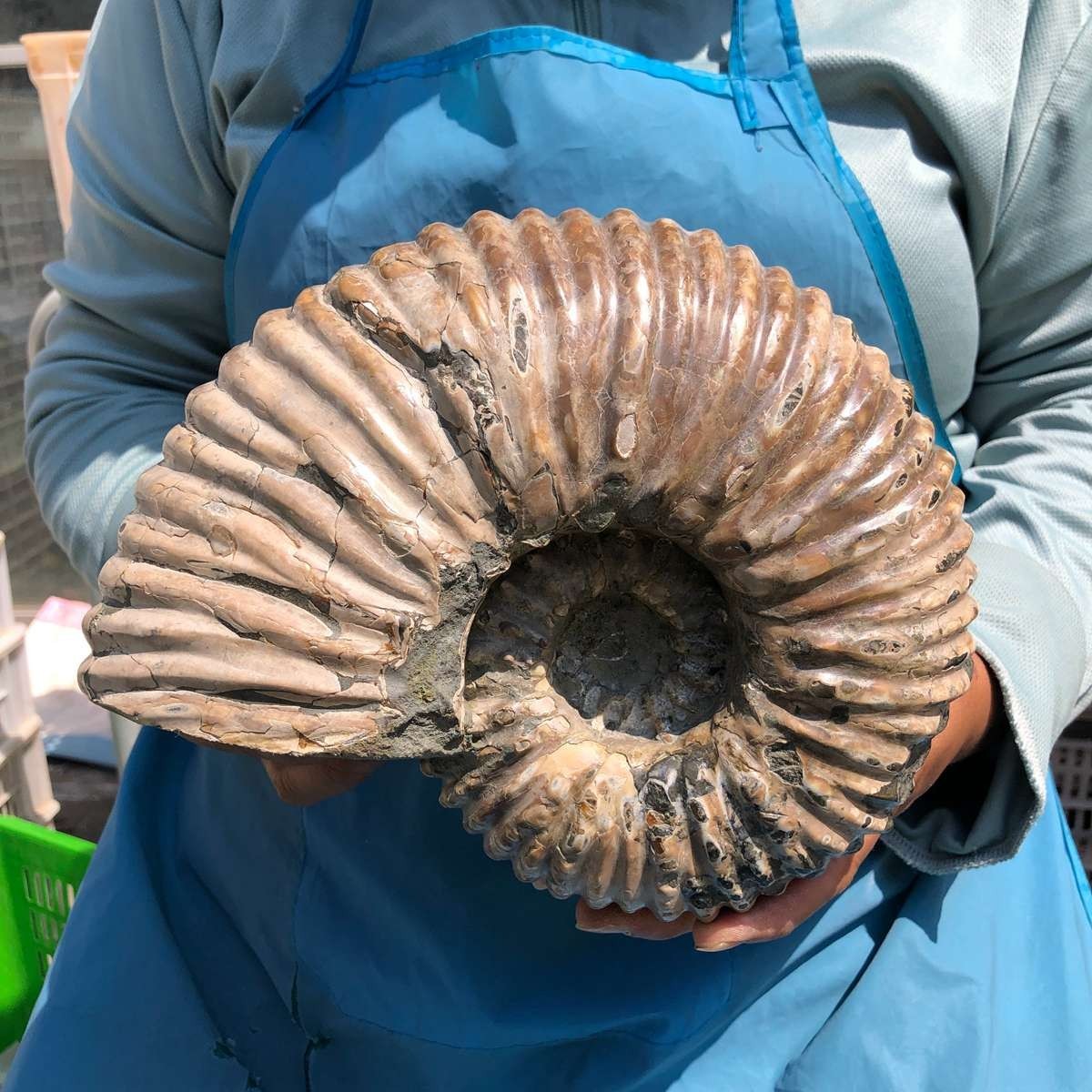 8.91LB Large Natural Beautiful Ammonite Fossil Conch Crystal Specimen Healing