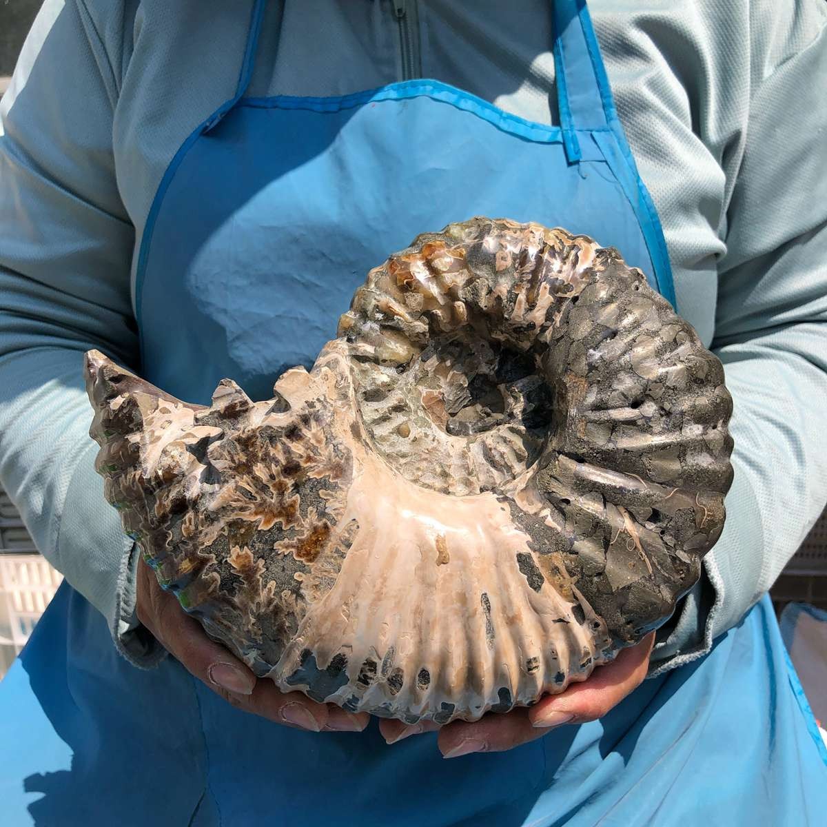 7.65LB Natural ammonite fossil conch Crystal specimen healing decor