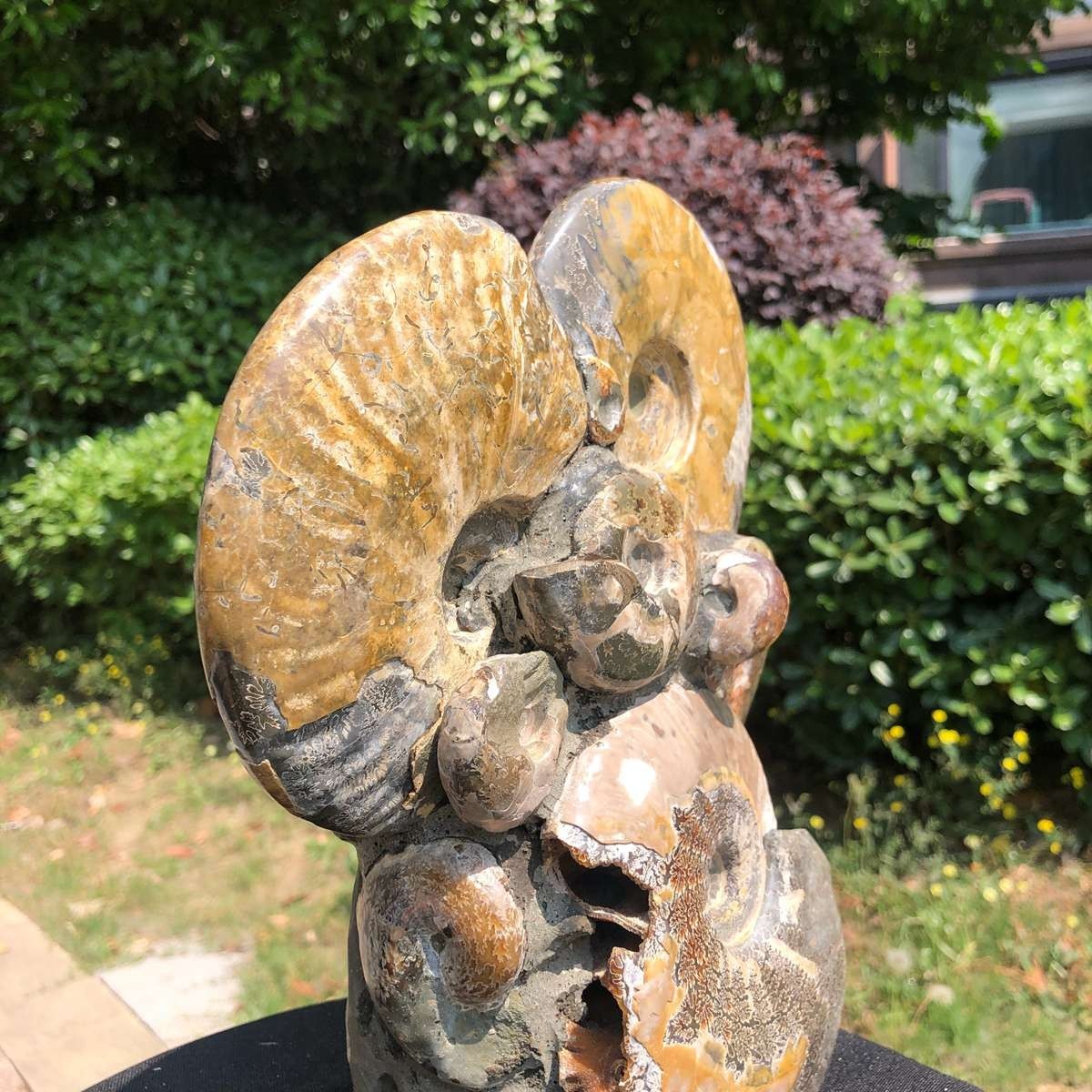 9.24LB Rare! Natural Tentacle Ammonite Fossil Specimen Shell Healing Madagasc