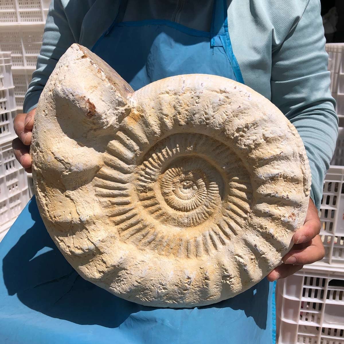 17.31LB Large Natural Beautiful Ammonite Fossil Conch Crystal Specimen Healing