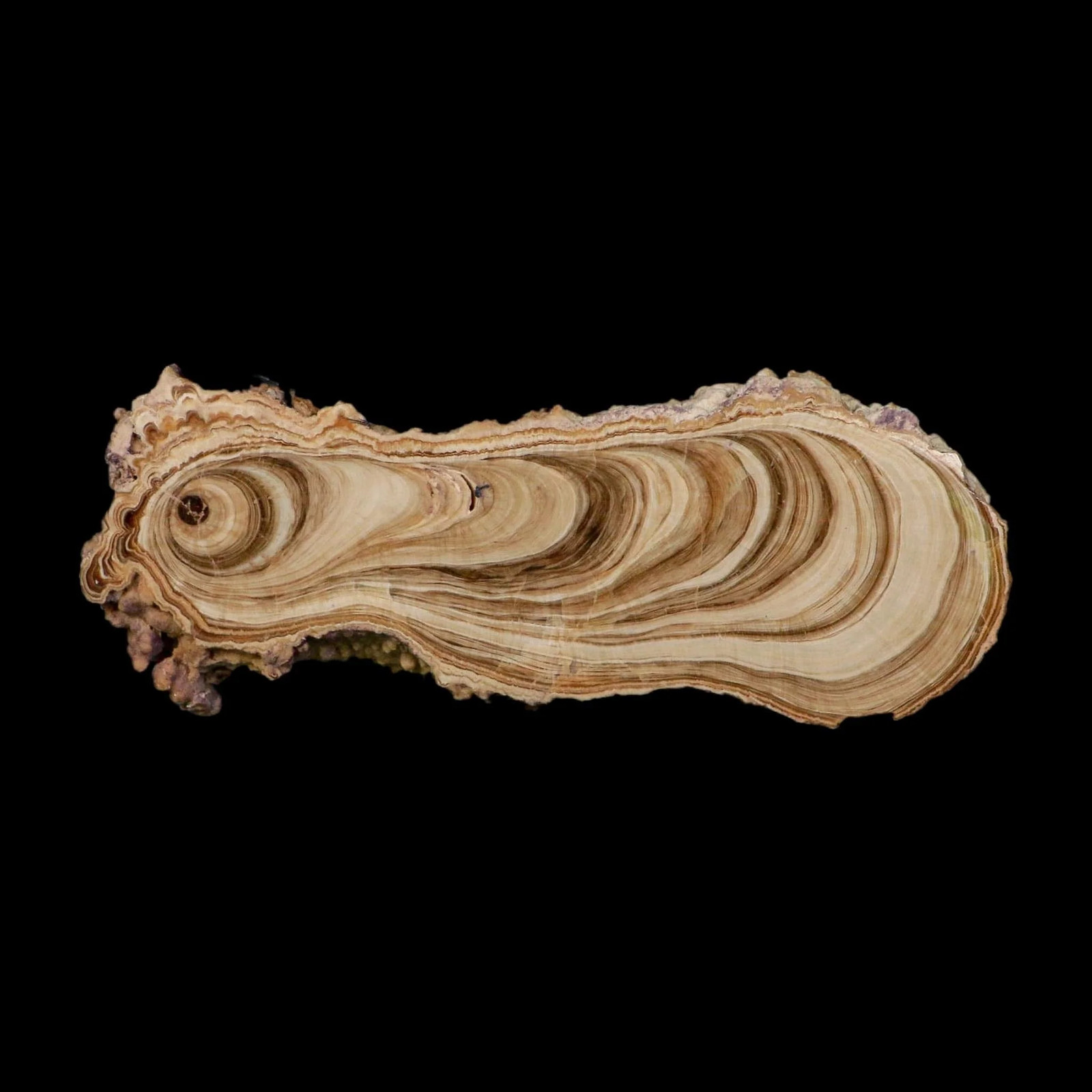 6.1″ Aragonite Stalactite Slice Cave Calcite Crystal Mineral Specimen Morocco