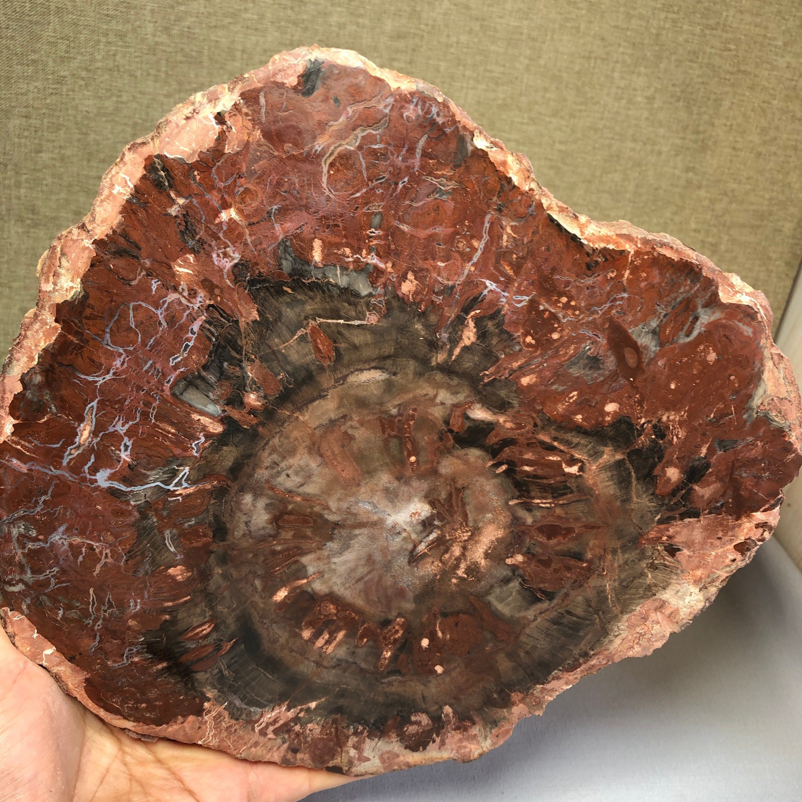 1.58kg natural Beautiful Petrified Wood Crystal mineral Slice Specimens g7689