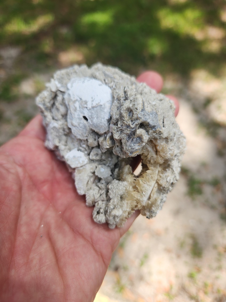 PAIR Calcite Crystal WHELK AND CLAM Shell Fossil Rucks Pit Florida dogtooth UV