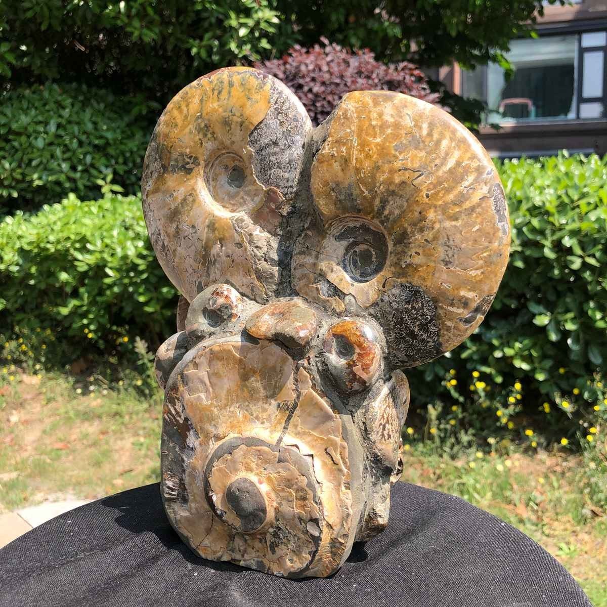 9.24LB Rare! Natural Tentacle Ammonite Fossil Specimen Shell Healing Madagasc