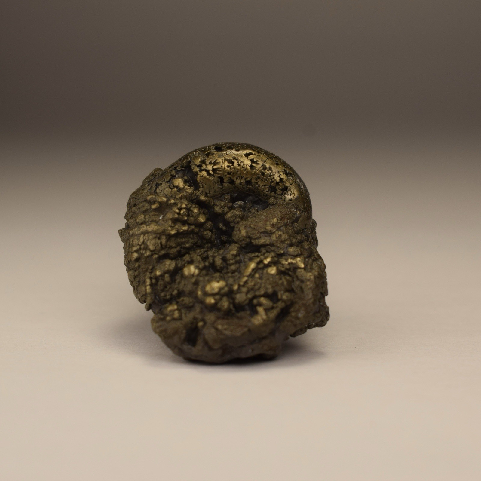 UNIQUE Pyritized Ammonite AVEYRON, FRANCE