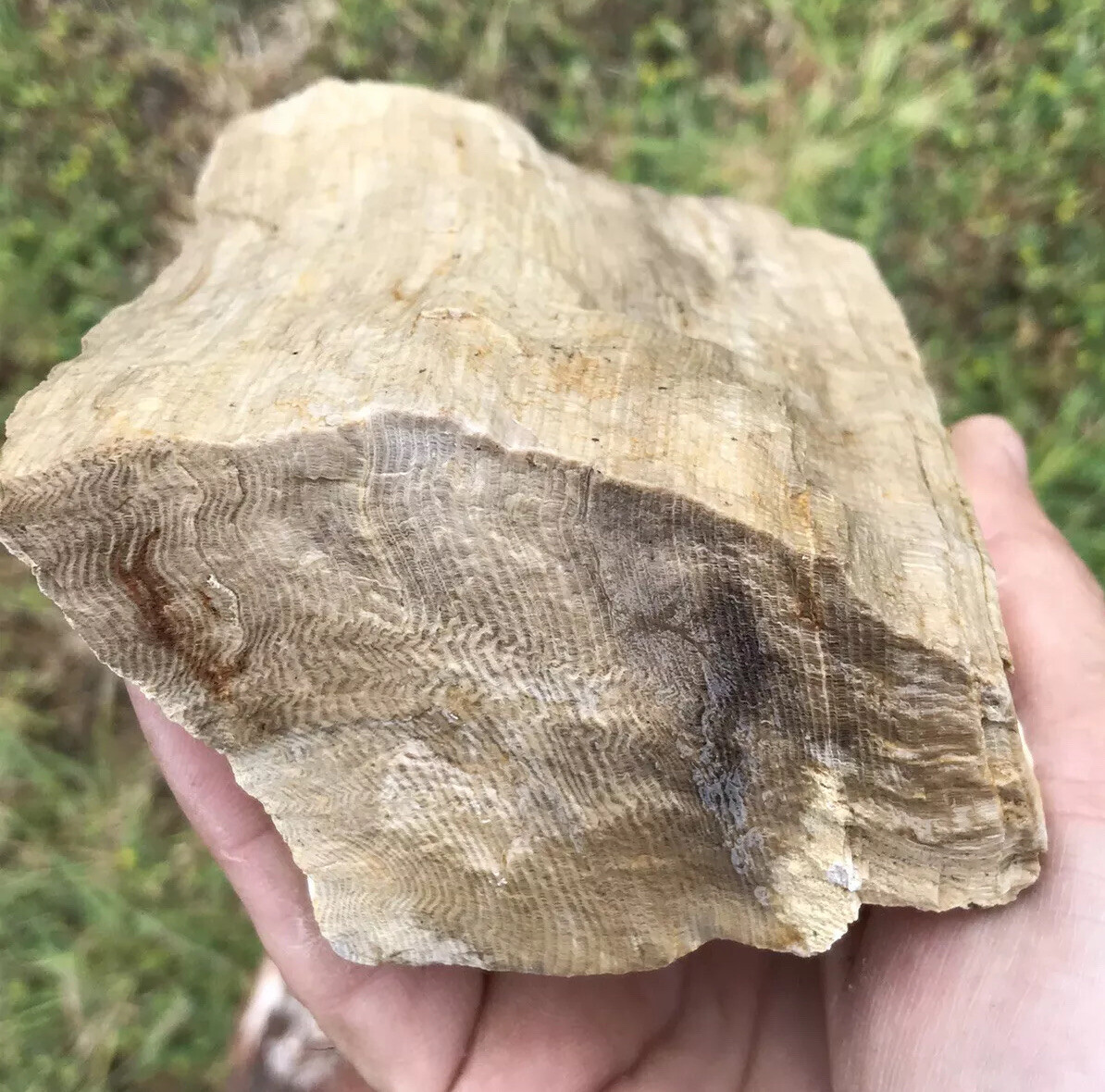 Petrified Wood 1 Pound 12 Ounces Washington State Mineral UV Reactive 1.12 Lbs