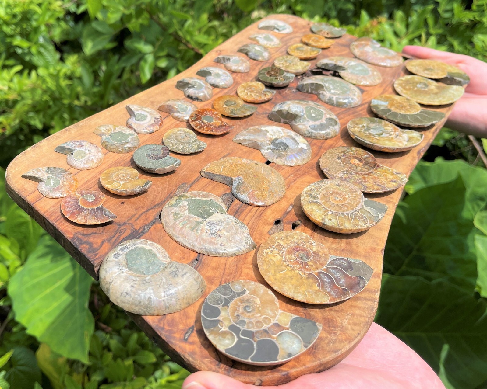 Ammonite Fossil Pairs – Choose Size & Amount (Natural Opalized Ammonite Pairs)